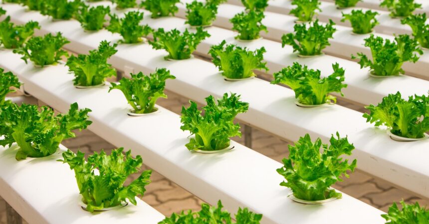 Hydroponics greenhouse-2139526_1920.jpg